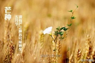 芒种节气传统美食深度解析